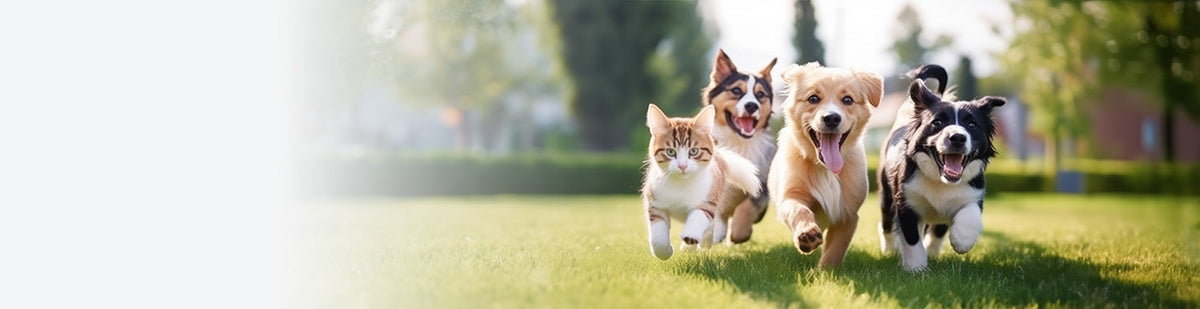 Drei Hunde und eine Katze laufen fröhlich über das Gras.