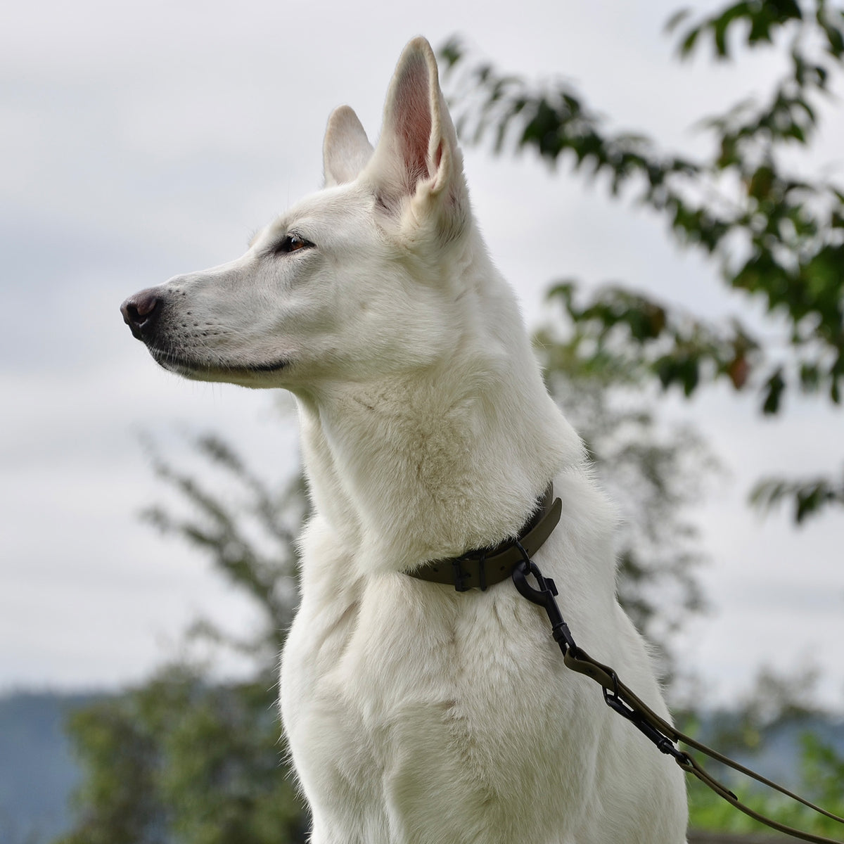 Hundehalsband aus BioThane - 5-Fach verstellbare Größe M in Oliv an weißem Hund im Außenbereich.