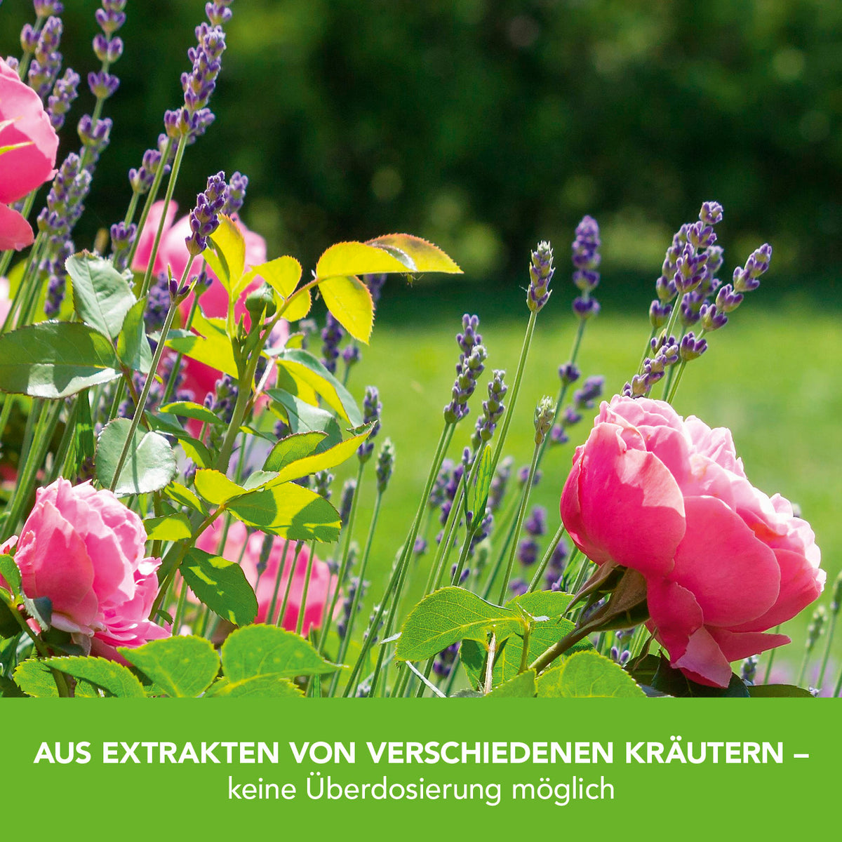 Pflanzenstärkung Tablette - 20 Tabs fördert gesundes Pflanzenwachstum mit Kräuterextrakten für Blumen, Sträucher und Obst im Garten.