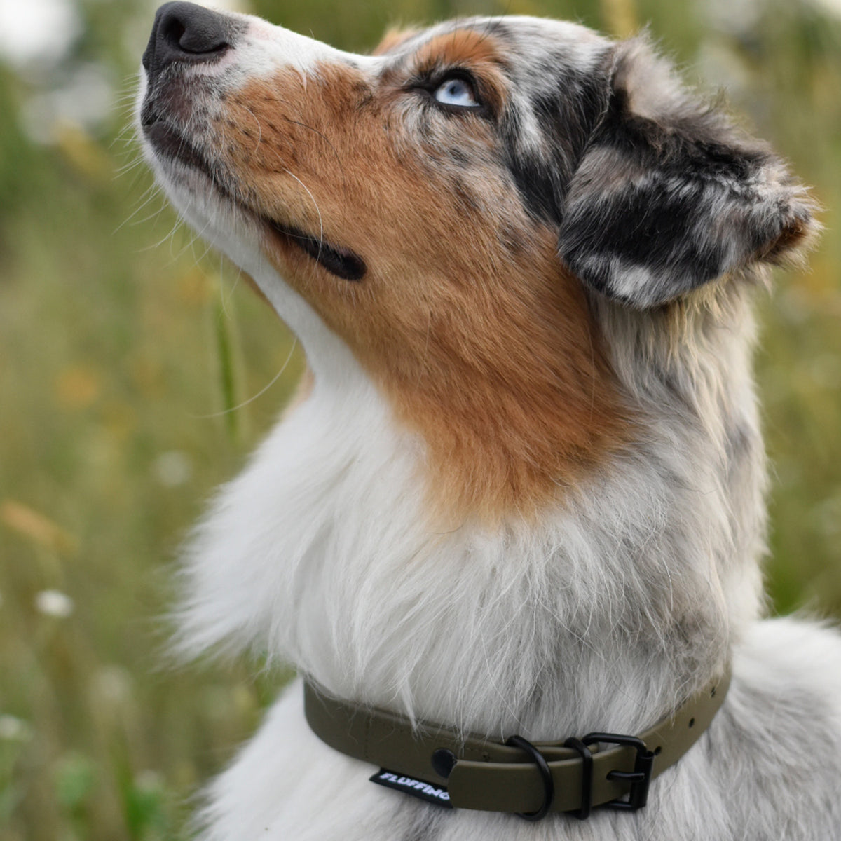 Hundehalsband aus BioThane - 5-Fach verstellbare Größe M Oliv, vegan, wasserfest und reißfest am Hundehals.