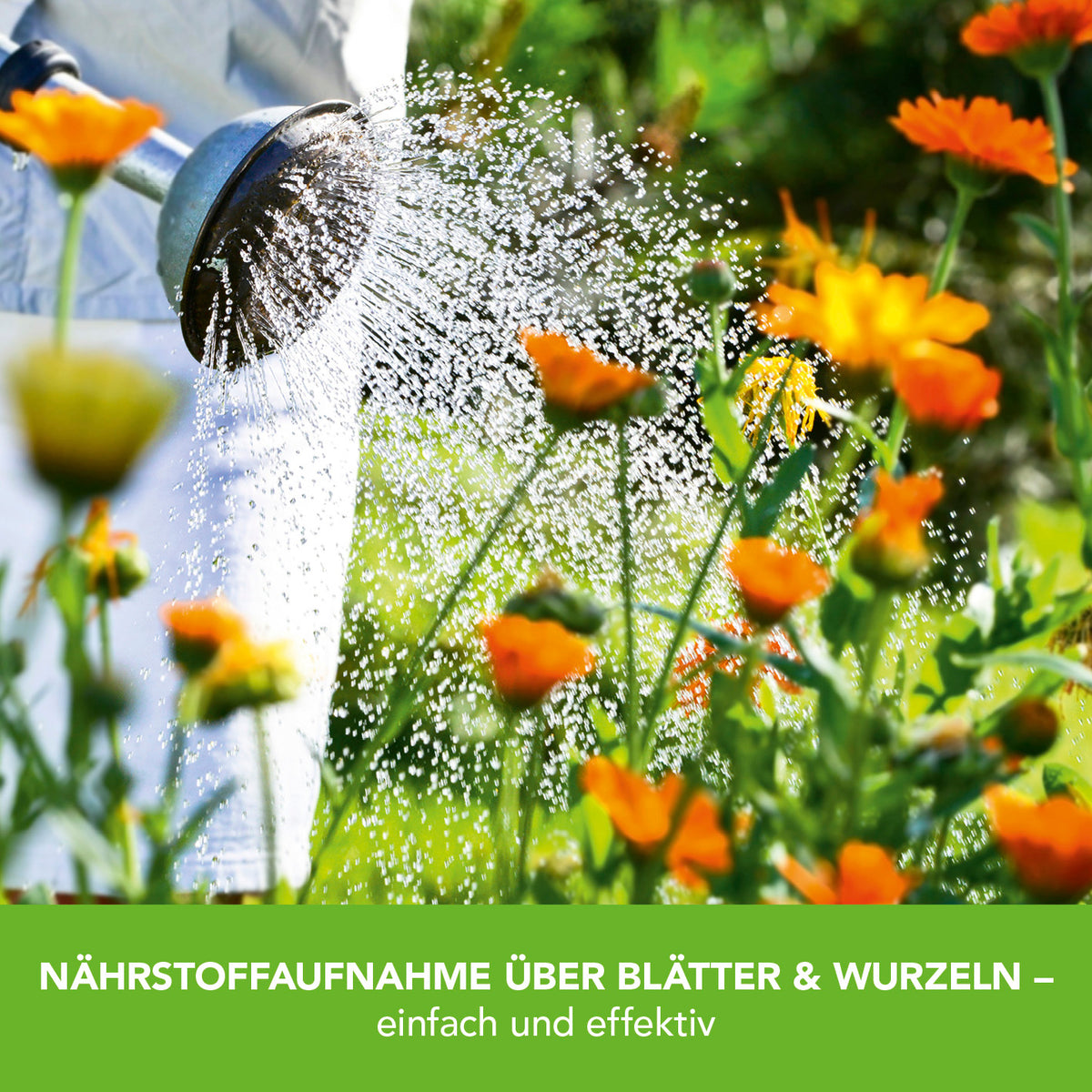 Pflanzenstärkung Tablette - 20 Tabs mit Kräuterextrakten für gesundes Wachstum und längere Blütezeit bei allen Pflanzen.