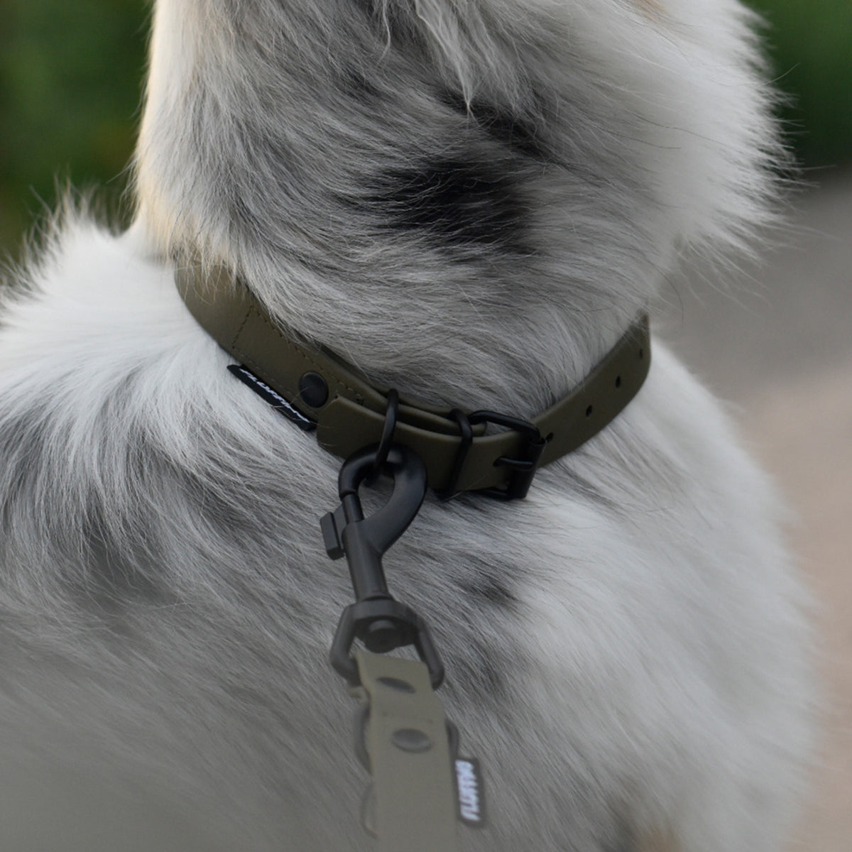 Hundehalsband aus BioThane - 5-Fach verstellbare - Größe S - Oliv, wasserfestes, veganes Hundehalsband mit Leine am weißen Hund.