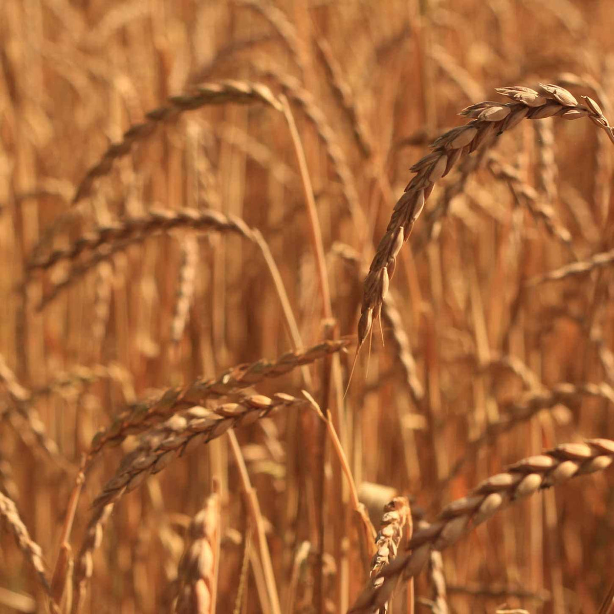 Bio Dinkelspelz zum Befüllen & Nachfüllen von Kissen & Bolstern - 20 kg, verifiziertes Bio-Produkt, hochwertige Füllung für Yogakissen.