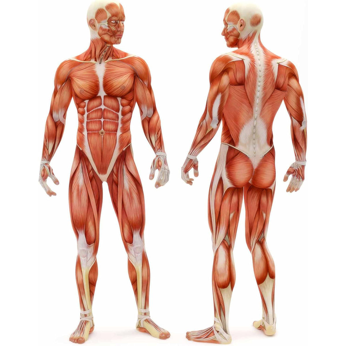 Faszienrolle "Anila" eckig 45x15 cm Schwarz/Rot für effektives Faszientraining und gezielte Massage der Muskulatur.