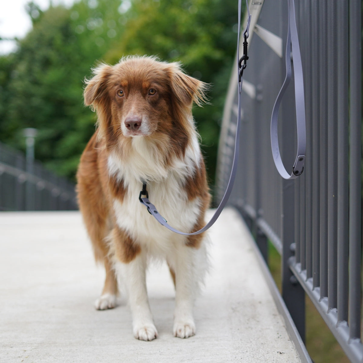 BioThane Hundeleine - 3-Fach verstellbar - 220 cm - Grau mit braun-weißem Hund auf Gehweg, wasserfest und reißfest.