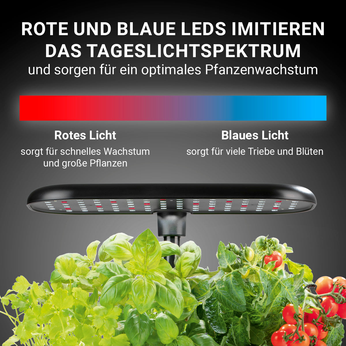 Hydroponische Pflanzenanzuchtstation mit Display zeigt rote und blaue LEDs für optimales Pflanzenwachstum im Indoor Garten.