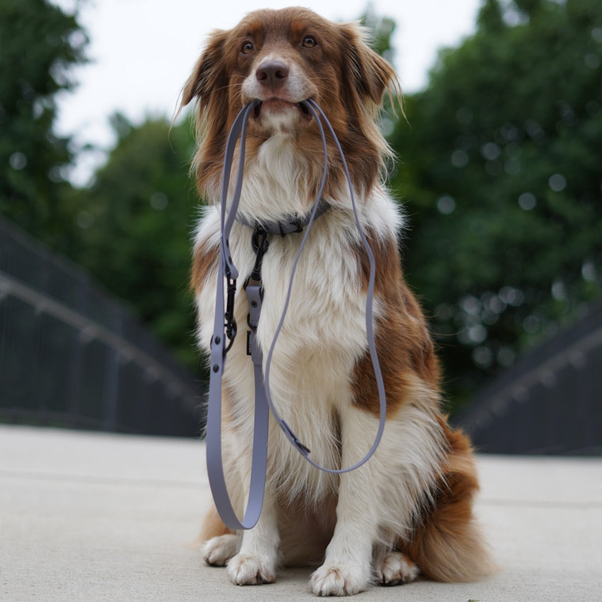 Hundehalsband aus BioThane - 5-Fach verstellbare - Größe M - Halsumfang 37 - 45 cm - Grau am Hund mit passender Leine.