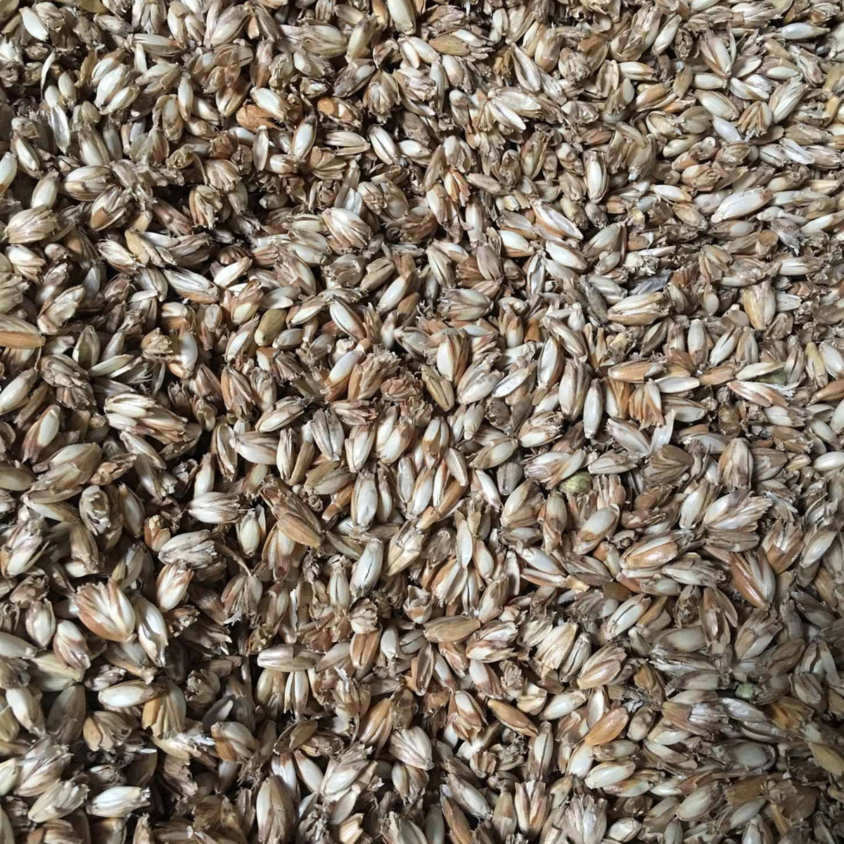 Bio Dinkelspelz zum Befüllen & Nachfüllen von Kissen & Bolstern - gereinigt, entstaubt, hitzebehandelt, bio aus Österreich, 10 kg Packung.