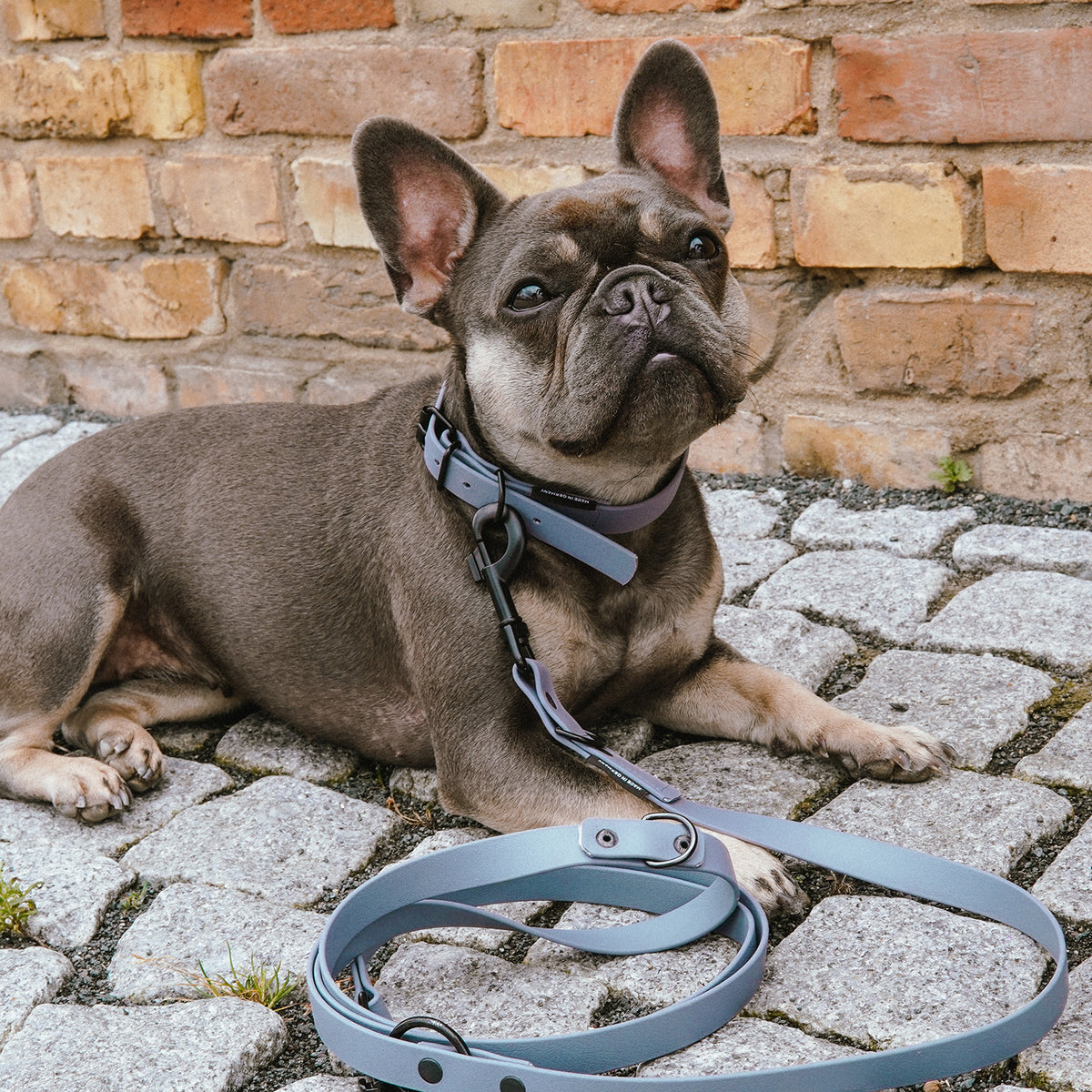 Hund mit Hundehalsband aus BioThane - 5-Fach verstellbare - Größe M - Halsumfang 37-45 cm - Grau liegt auf Pflastersteinboden.
